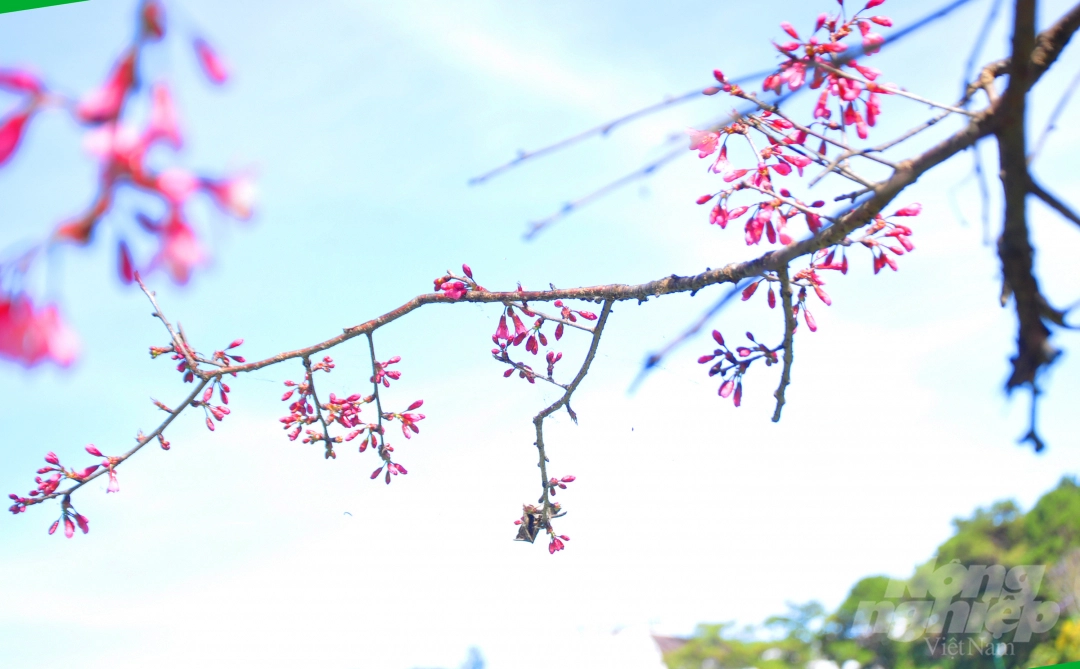 Da Lat puts on romantic outfit with pink cherry blossoms Da Lat puts on romantic outfit with pink cherry blossoms