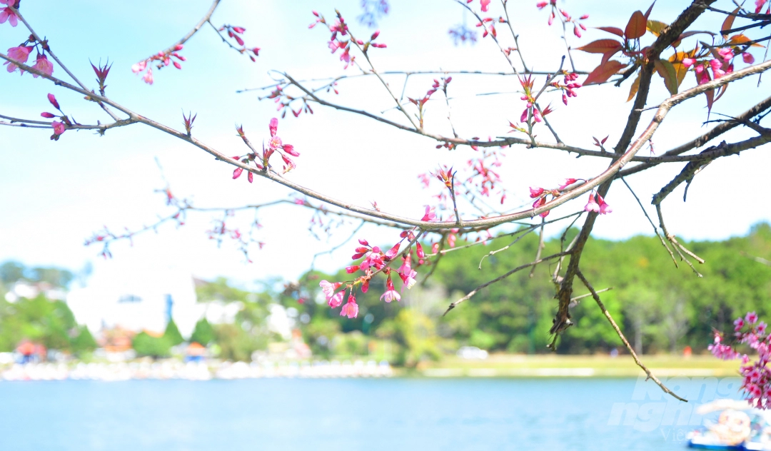 Da Lat puts on romantic outfit with pink cherry blossoms Da Lat puts on romantic outfit with pink cherry blossoms
