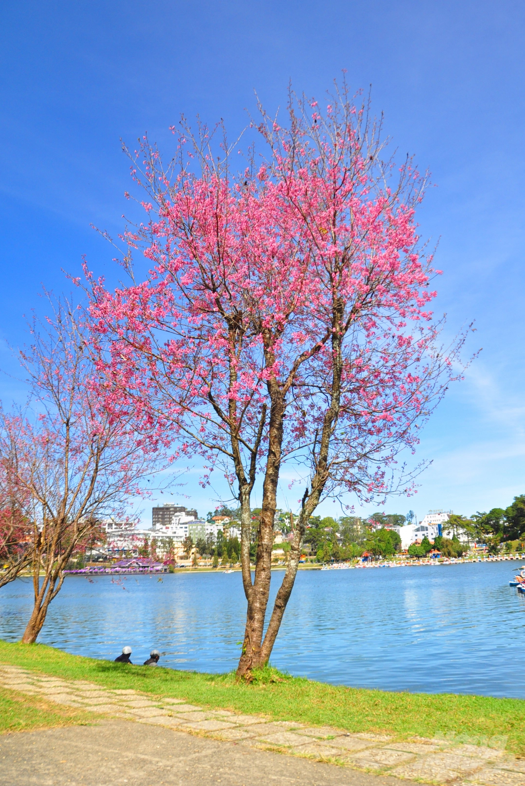 Da Lat puts on romantic outfit with pink cherry blossoms Da Lat puts on romantic outfit with pink cherry blossoms