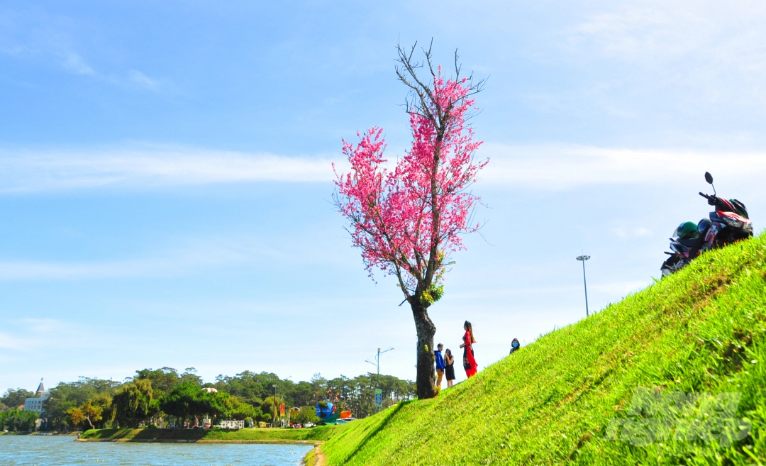 Da Lat puts on romantic outfit with pink cherry blossoms Da Lat puts on romantic outfit with pink cherry blossoms