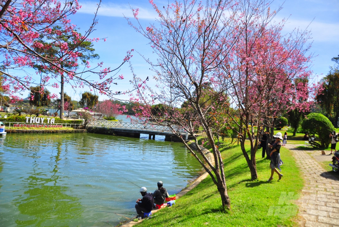 Da Lat puts on romantic outfit with pink cherry blossoms Da Lat puts on romantic outfit with pink cherry blossoms