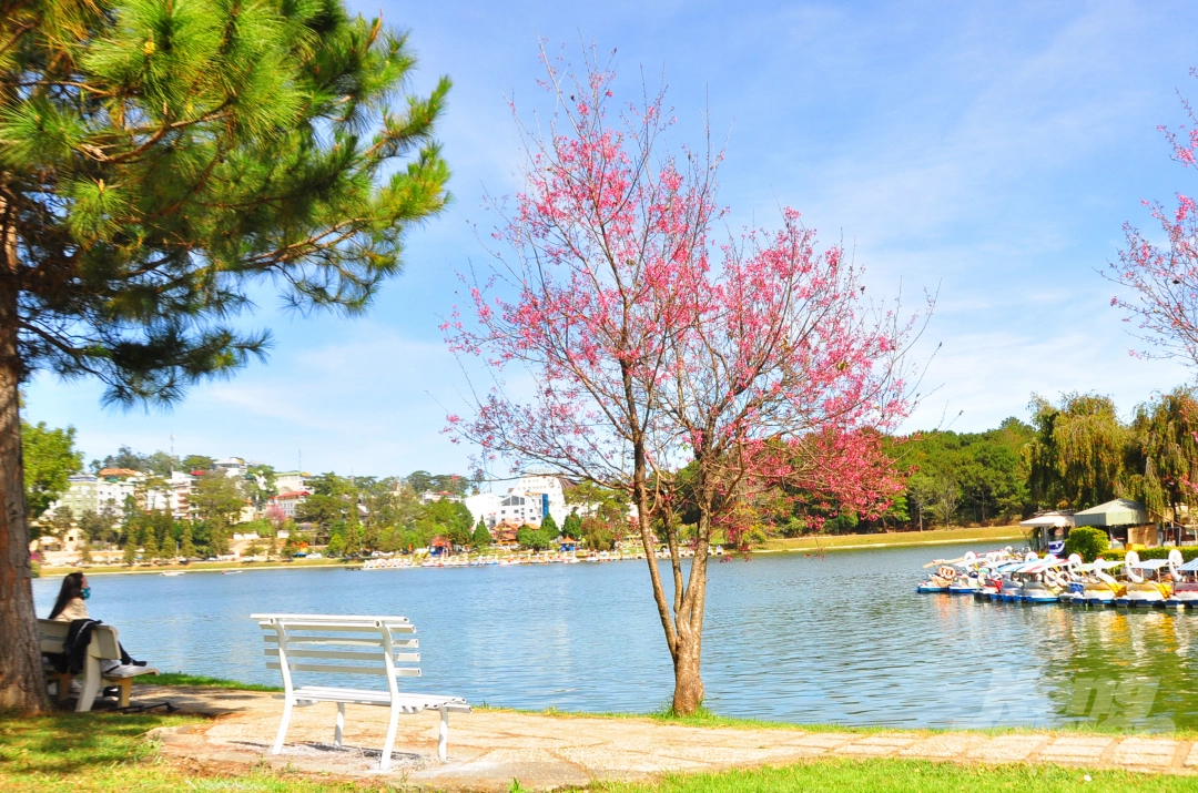 Da Lat puts on romantic outfit with pink cherry blossoms Da Lat puts on romantic outfit with pink cherry blossoms