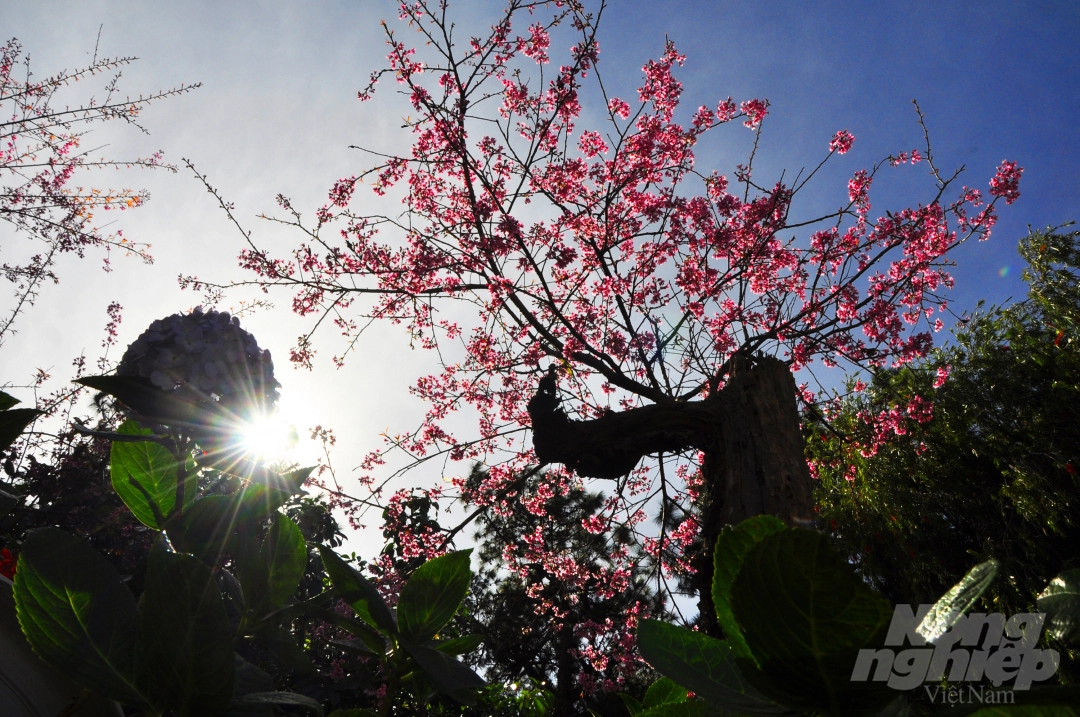 Da Lat puts on romantic outfit with pink cherry blossoms Da Lat puts on romantic outfit with pink cherry blossoms