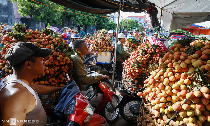 Government permits Chinese traders to enter Vietnam to buy lychees Government permits Chinese traders to enter Vietnam to buy lychees
