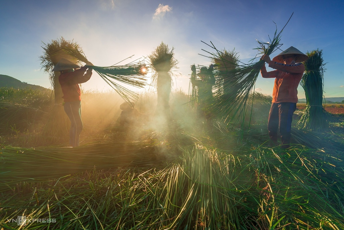 Sedge harvest season in 100-year-old mat-weaving village Sedge grass harvest in a 100-year-old mat-weaving village