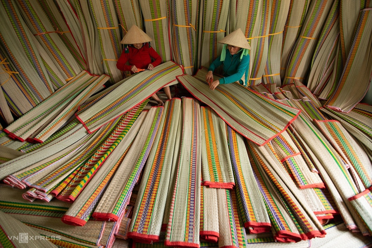 Sedge harvest season in 100-year-old mat-weaving village Sedge grass harvest in a 100-year-old mat-weaving village