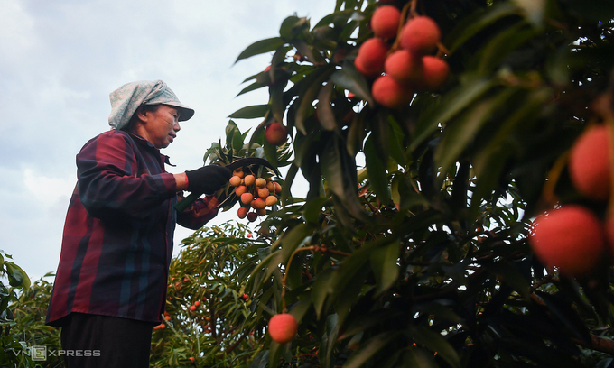 China pledges to create favorable conditions for Bac Giang lychees consumption China pledges to create favorable conditions for Bac Giang lychees consumption