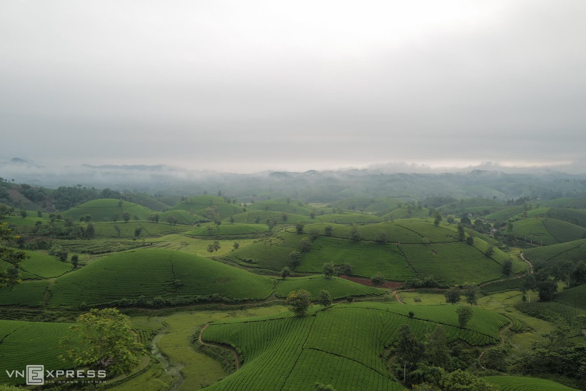 Long Coc, the most beautiful tea hill in Northern Vietnam Long Coc, the most beautiful tea hill in Vietnam's northern