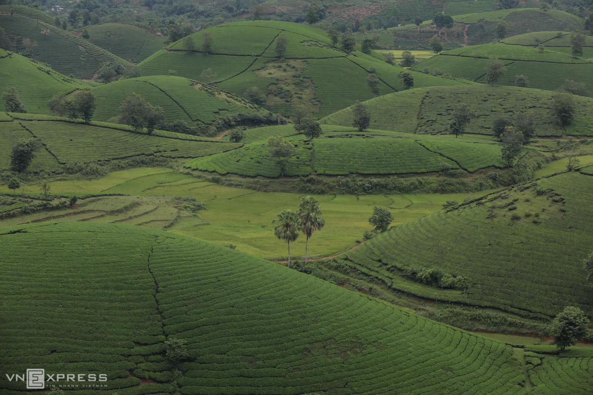 Long Coc, the most beautiful tea hill in Northern Vietnam Long Coc, the most beautiful tea hill in Vietnam's northern