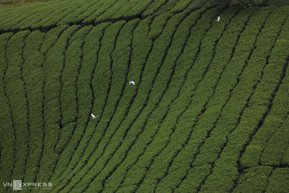 Long Coc, the most beautiful tea hill in Northern Vietnam Long Coc, the most beautiful tea hill in Vietnam's northern