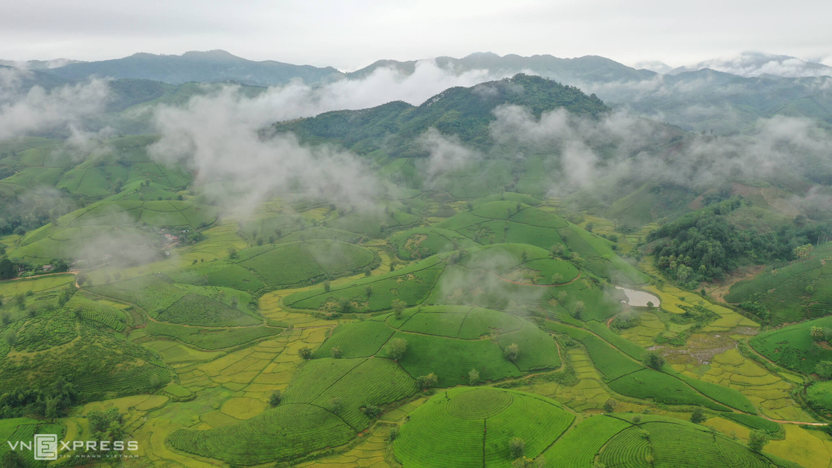 long coc the most beautiful tea hill in vietnams northern