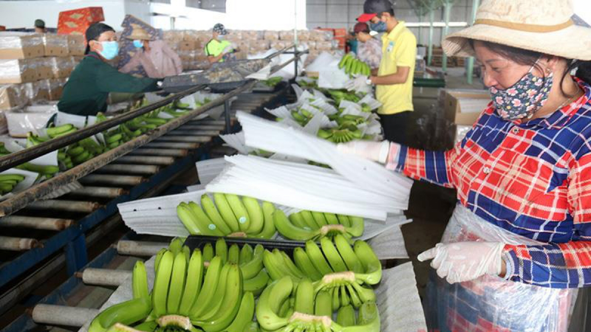 vietnam laos import and export turnover starts to bounce back