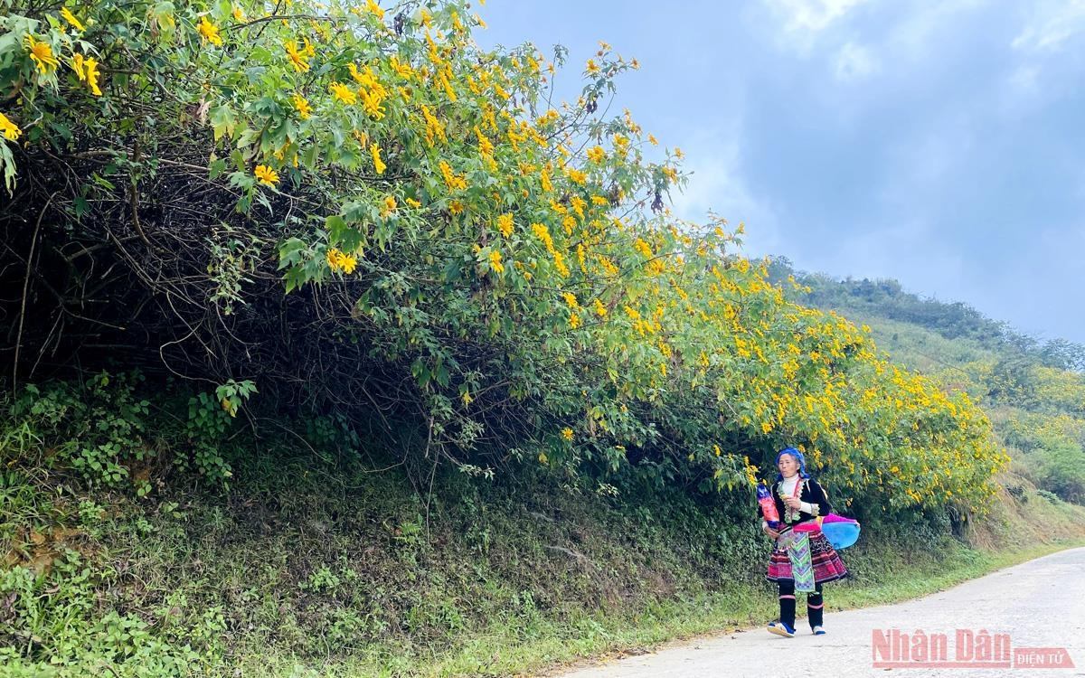 sin suoi ho village dyed in yellow with mexican sunflowers