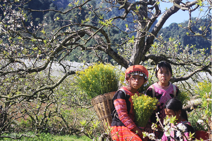 Five ideal places to admire plum blossoms in Moc Chau Five ideal places to admire plum blossoms in Moc Chau