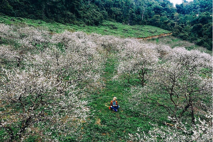 Five ideal places to admire plum blossoms in Moc Chau Five ideal places to admire plum blossoms in Moc Chau