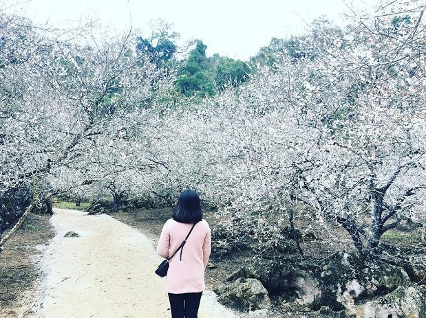 Five ideal places to admire plum blossoms in Moc Chau Five ideal places to admire plum blossoms in Moc Chau