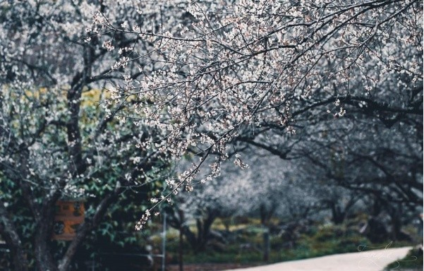 Five ideal places to admire plum blossoms in Moc Chau Five ideal places to admire plum blossoms in Moc Chau