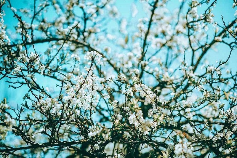 Five ideal places to admire plum blossoms in Moc Chau Five ideal places to admire plum blossoms in Moc Chau