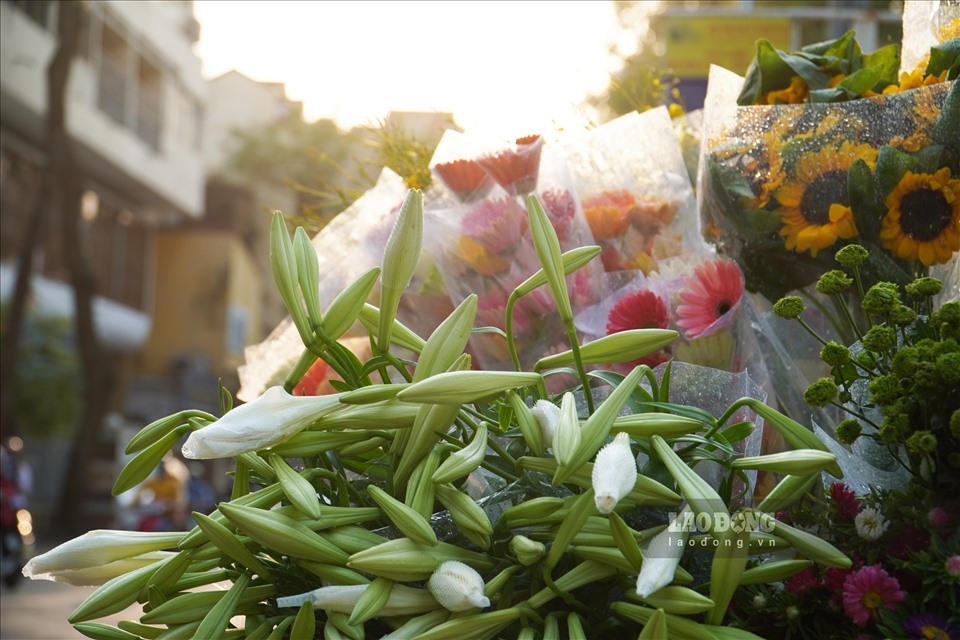 Hanoi turns romantic with lily flower blooming season 0758-lily-blooming-season-in-hanoi