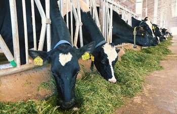 vietnamese dairy giant vinamilk enters south korean market