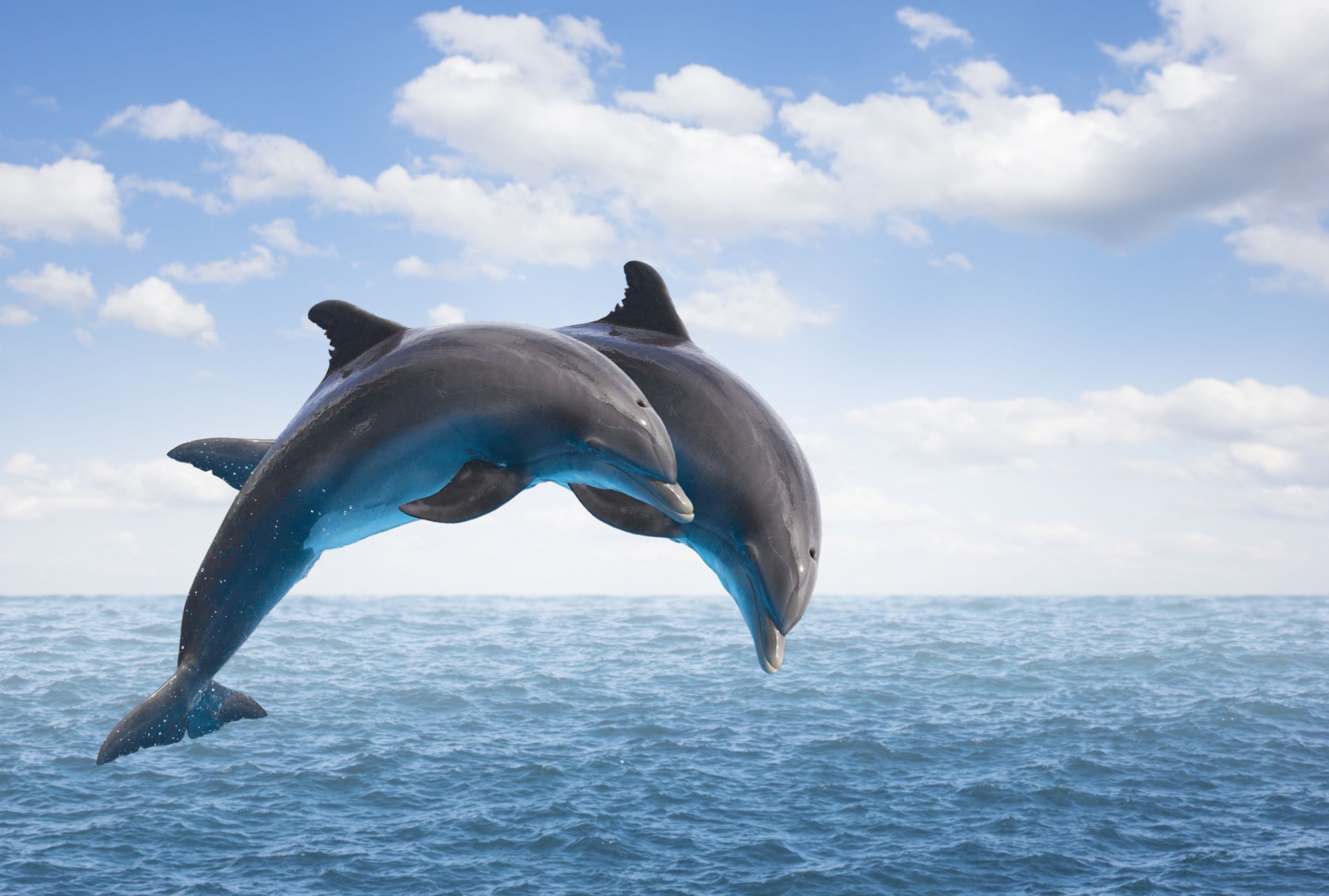 Dolphins’ appearance off central coast of Vietnam sparks excitement dolphins appearance off central coast sparks excitement