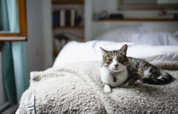 first two cats positive for ncov in the us