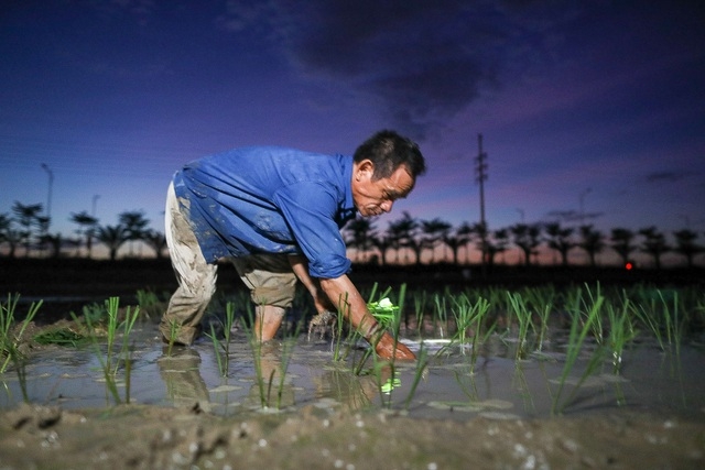 Vietnamese farmers transplant rice seedlings at night to avoid scorching heat vietnamese farmers transplant rice seedlings at night to avoid scorching heat