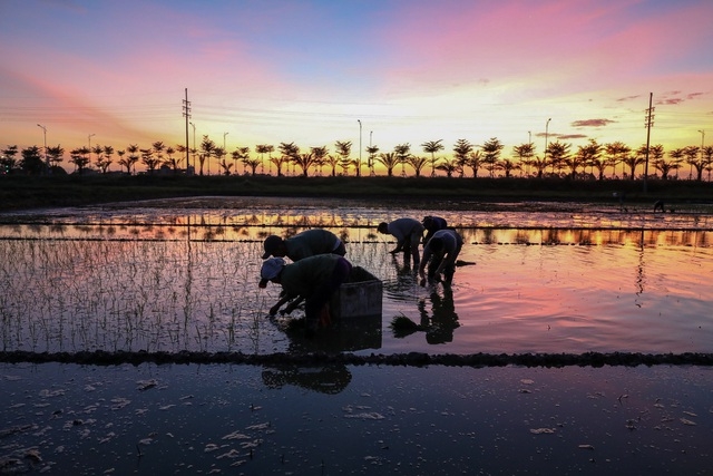 Vietnamese farmers transplant rice seedlings at night to avoid scorching heat vietnamese farmers transplant rice seedlings at night to avoid scorching heat