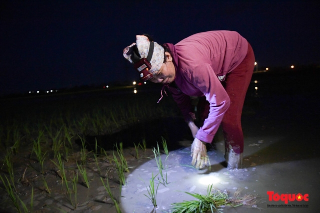 Vietnamese farmers transplant rice seedlings at night to avoid scorching heat vietnamese farmers transplant rice seedlings at night to avoid scorching heat