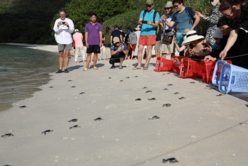 bustling sea turtle nesting season in con dao