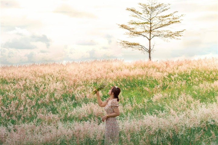 The Pink Grass Fields of Gia Lai The Pink Grass Fields of Gia Lai