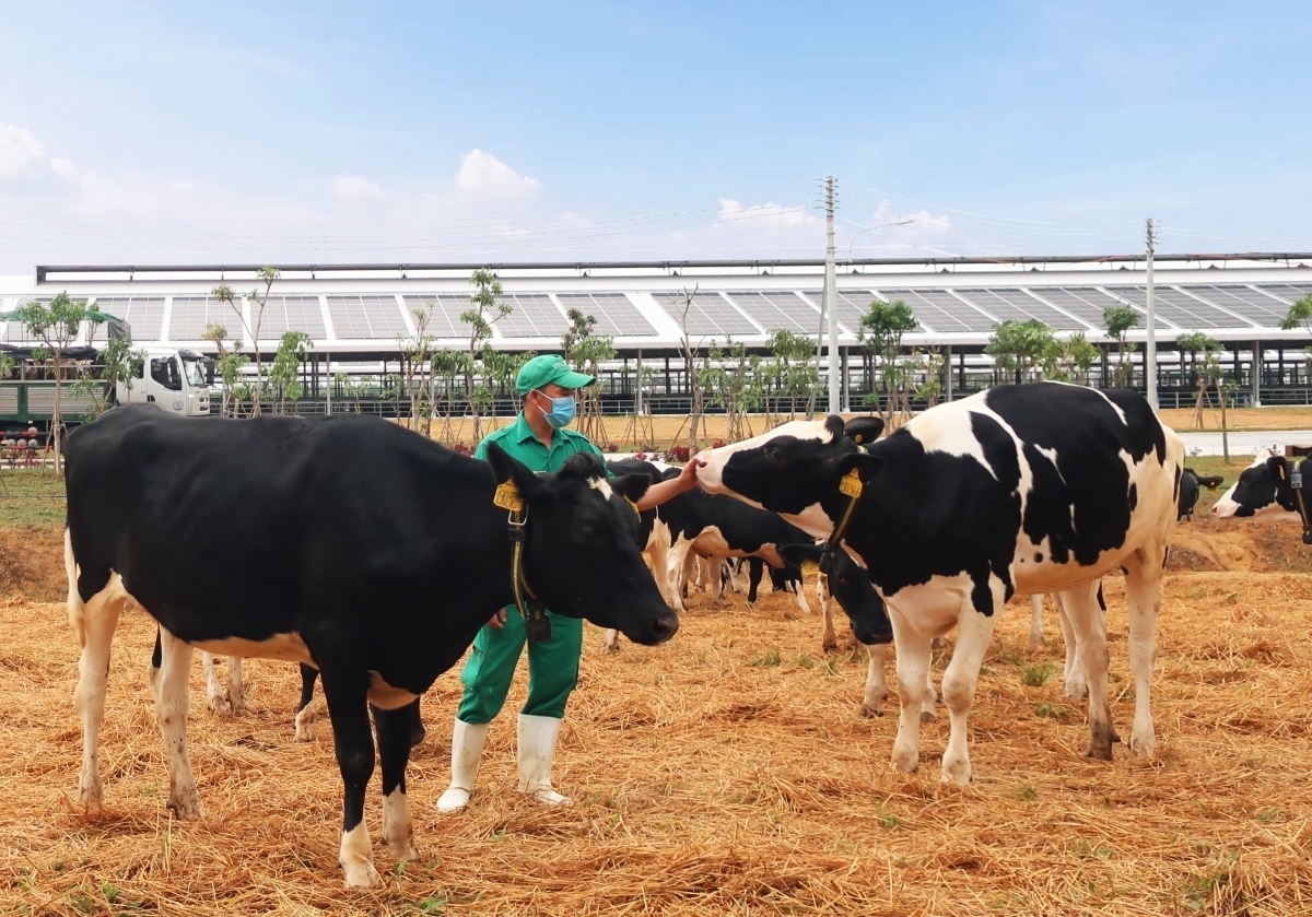 Photo: VOV 3208-dairy-cows-1