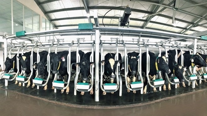 Vinamilk imports over 2,100 dairy cows from the US Vietnamese dairy giant imports over 2,100 dairy cows from the US