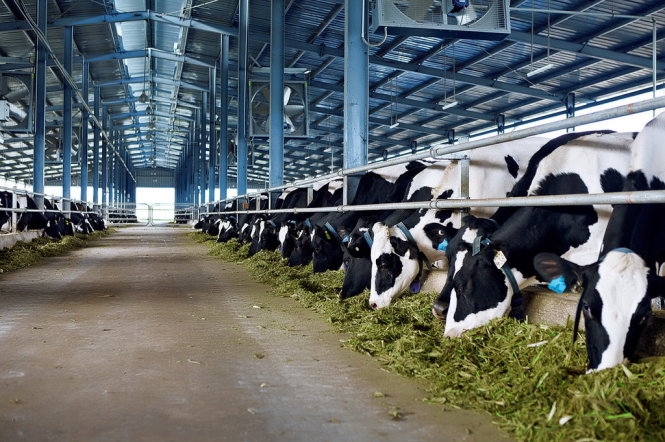 Vinamilk imports over 2,100 dairy cows from the US Vietnamese dairy giant imports over 2,100 dairy cows from the US