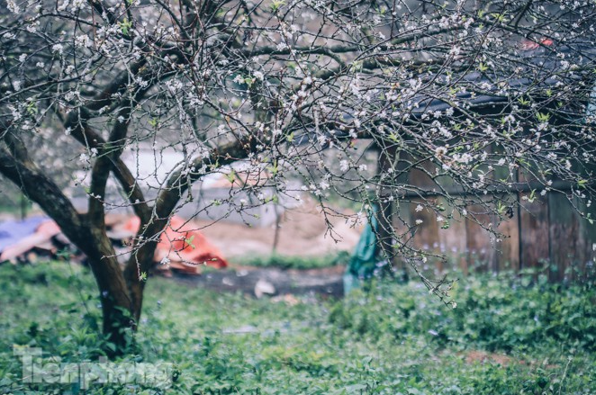 Plum blossoms turns Moc Chau into a white paradise Plum blossoms turns Moc Chau into a white paradise