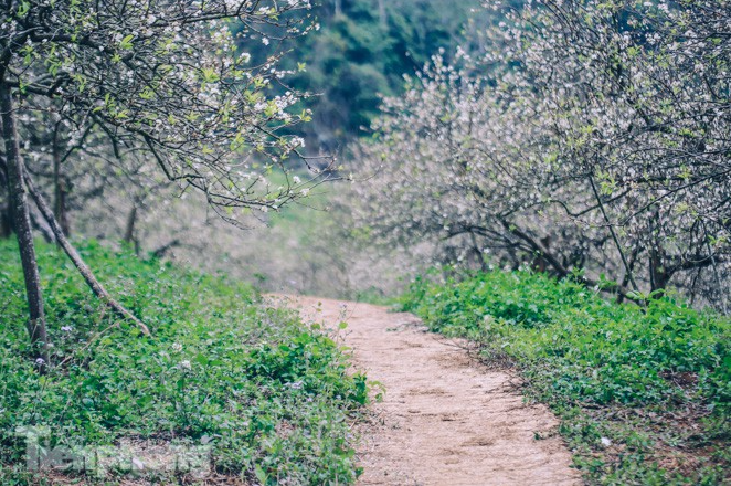 Plum blossoms turns Moc Chau into a white paradise Plum blossoms turns Moc Chau into a white paradise