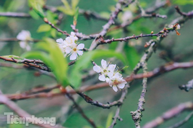 Plum blossoms turns Moc Chau into a white paradise Plum blossoms turns Moc Chau into a white paradise