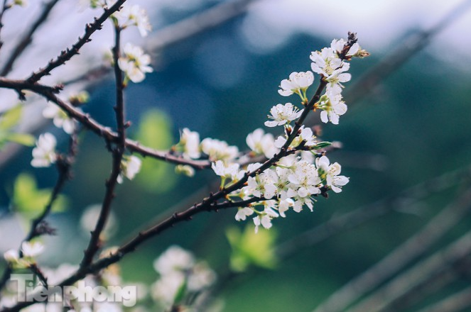Plum blossoms turns Moc Chau into a white paradise Plum blossoms turns Moc Chau into a white paradise