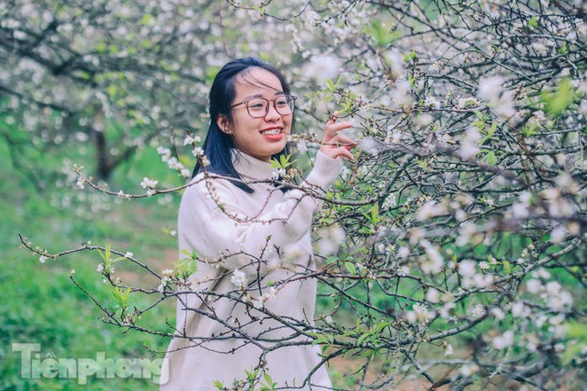 Plum blossoms turns Moc Chau into a white paradise Plum blossoms turns Moc Chau into a white paradise