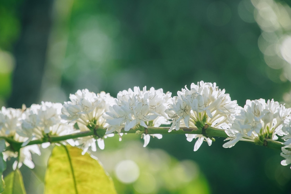 coffee flower season in the eyes of central highland locals