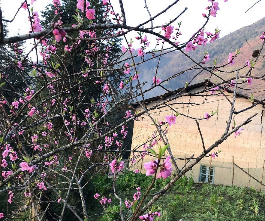 Stunning Peach Forest Blooms Late in Ha Giang Stunning Peach Forest Blooms Late in Ha Giang