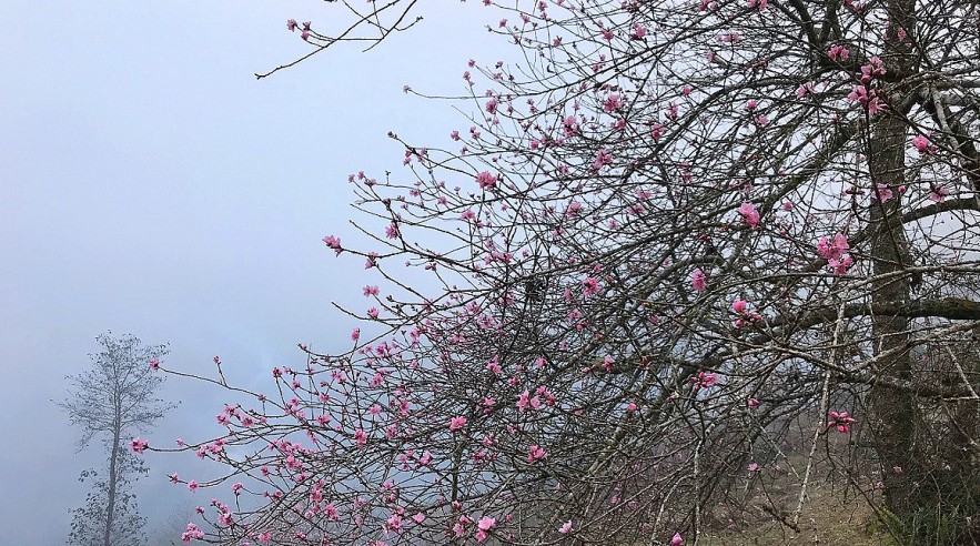 Stunning Peach Forest Blooms Late in Ha Giang Stunning Peach Forest Blooms Late in Ha Giang