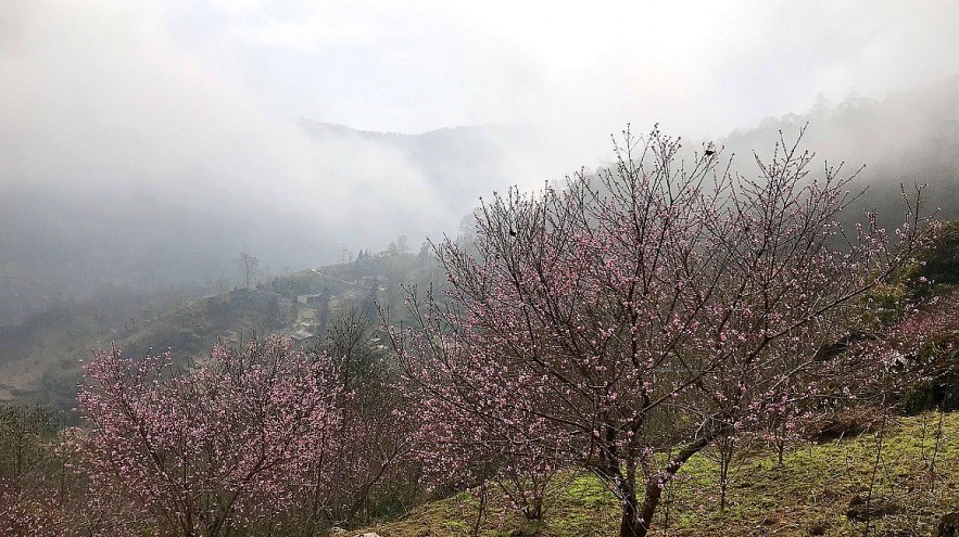 Stunning Peach Forest Blooms Late in Ha Giang Stunning Peach Forest Blooms Late in Ha Giang