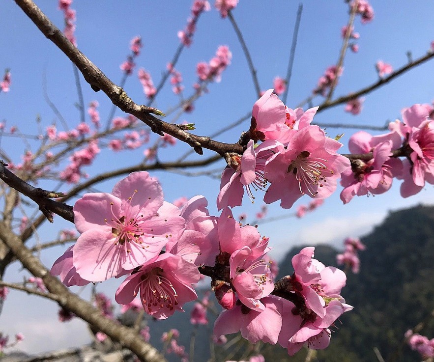 Photo: Stunning Peach Forest Blooms Late in Ha Giang Photo: Stunning Peach Forest Blooms Late in Ha Giang