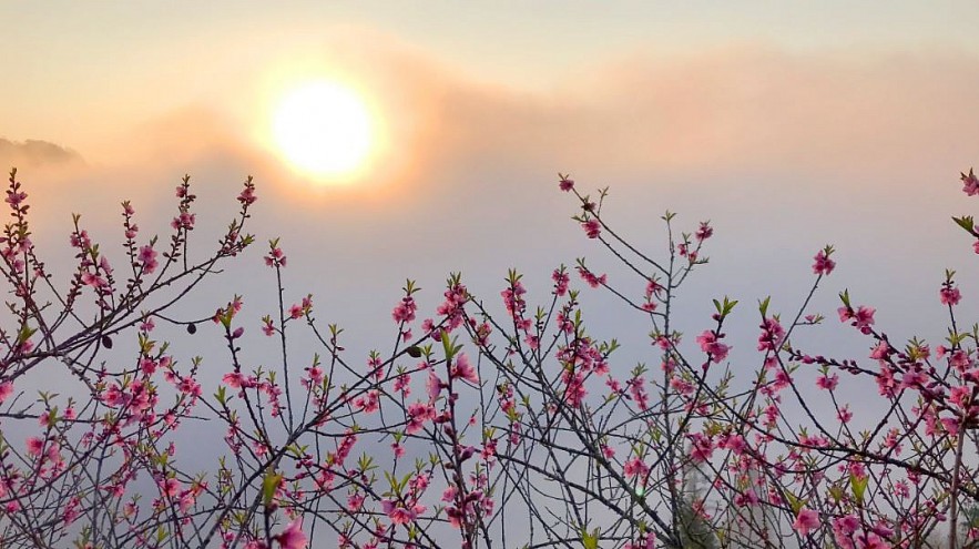 Stunning Peach Forest Blooms Late in Ha Giang Stunning Peach Forest Blooms Late in Ha Giang
