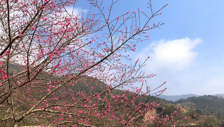 Stunning Peach Forest Blooms Late in Ha Giang Stunning Peach Forest Blooms Late in Ha Giang