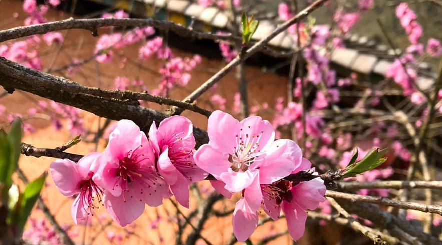 Stunning Peach Forest Blooms Late in Ha Giang Stunning Peach Forest Blooms Late in Ha Giang