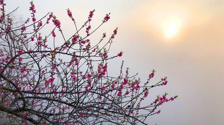 Stunning Peach Forest Blooms Late in Ha Giang Stunning Peach Forest Blooms Late in Ha Giang