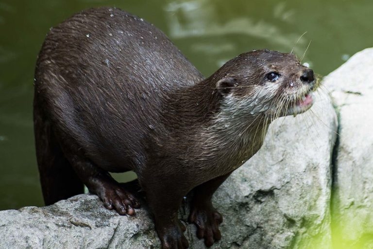 A captive hairy-nosed otter (Lutra sumatrana). The endangered species lives in Cape Ca Mau National Park. Image by Rigelus via Wikimedia Commons A captive hairy-nosed otter (Lutra sumatrana). The endangered species lives in Cape Ca Mau National Park. Image by Rigelus via Wikimedia Commons