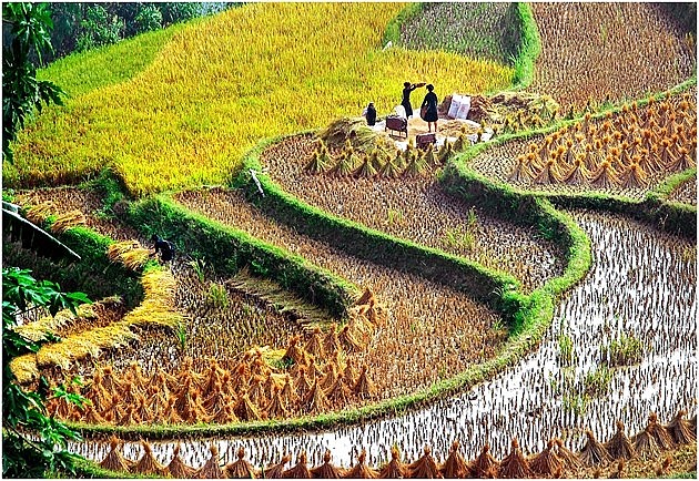A glimpse of Hoang Su Phi in the harvest season A Glimpse of Hoang Su Phi in the Harvest Season